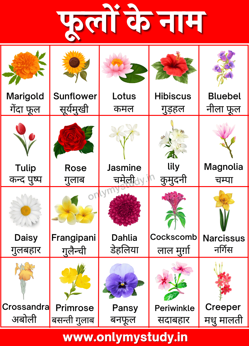 flowers name in hindi and english